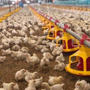 China Farm Breeder Houses Male Broiler Chicken Equipment wholesale