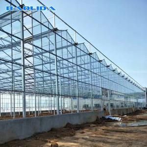 China Multi Span Galvanized Steel Frame Glass Covering Venlo Glass Greenhouse wholesale