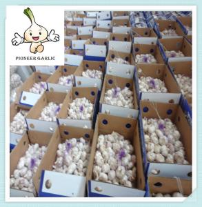 China SHANDONG BEST NORMAL AND PURE WHITE FRESH GARLIC wholesale