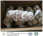 Garlic to Kuwait