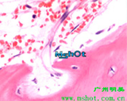 Monocular biological microscope for basic laboratory