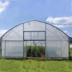 Steel Frame Tunnel Plastic Greenhouse / PE Film Plastic Tomato Greenhouse