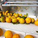 Tengsheng Fruit And Vegetable Washing Machine Pests Eliminating Saint Dragon