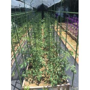 Fiberglass Pultruded Rod for Tomato Stakes - High Strength