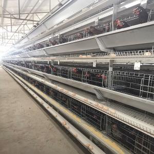 China 3.0mm Q235 H Type Battery Chicken Cage 4 Floors Poultry Farming Equipment wholesale
