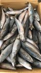 BQF Sea Frozen Mackerel Fish , 40 - 60pcs/ctn Frozen Fishing Bait