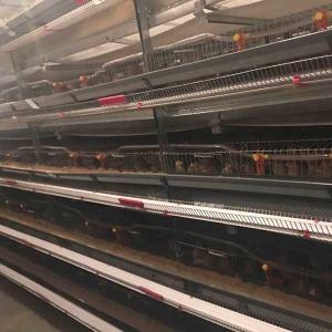 China Hot Dipped Galvanized Quail Cage Indoor Use Q235 Steel Wire Material Durable wholesale