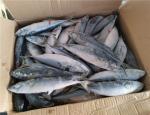 OEM 200g 300g Block Quick Frozen Pacific Mackerel