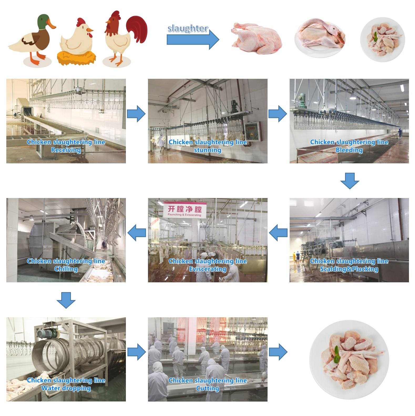 300-500BPH Automatic Compact Mobile Chicken Slaughter Machine For Slaughterhouse