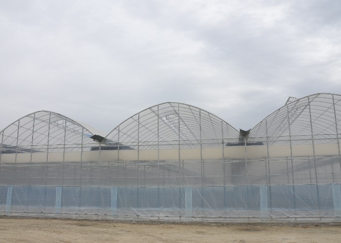 6m 7m 8m 9m Span Clear Plastic Film Greenhouse Vegetable Farming Tomatoes Pepper Lettuce