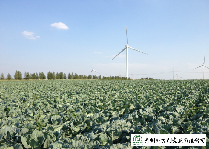 Clean Healthy Fresh Green Cabbage Own Plantation Supply To Supermarket