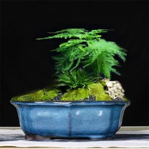China Glazed Bonsai 30x23x10cm Blue Ceramic Indoor Plant Pots wholesale