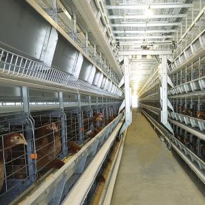 China Chicken Farm Q235 Automatic Poultry Feeding System dia3-6mm Wire With Dispensing wholesale