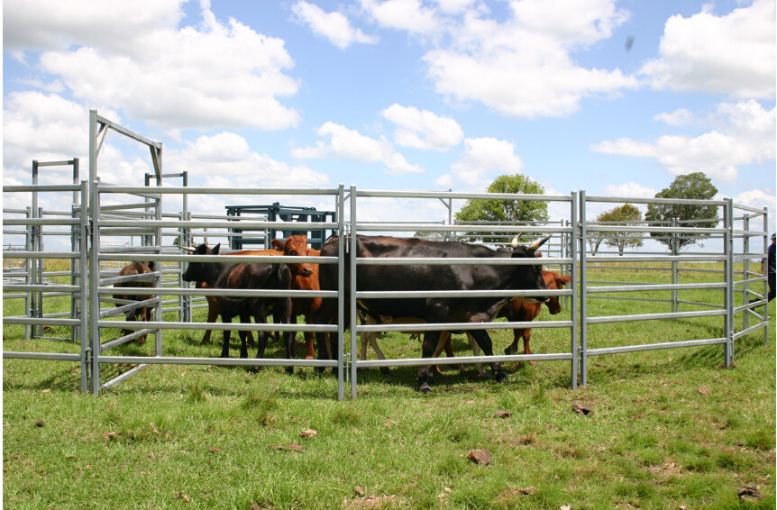 Oval Bar 6ft High Heavy Duty Galvanized Corral Panels For Cattle Feeding