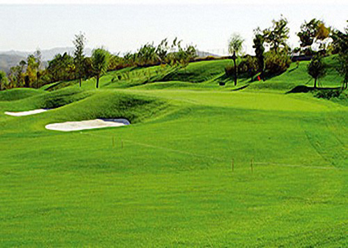 Professional Sports Golf Fake Grass Artificial Turf High Wear Resistance