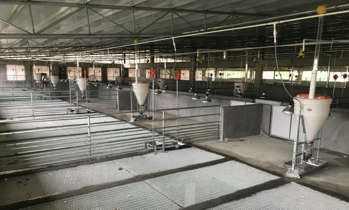 Automatic Livestock Feeding Equipment Nursery Pigs Plastic Hog Feeders