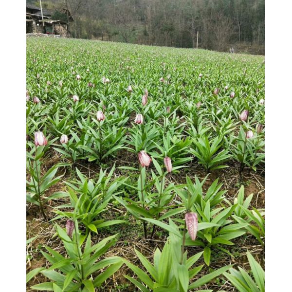 Fritillaria Chinese Herbal Medicines Organic Chinese Herbs