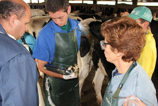 Good Image Portable Veterinary Ultrasound Scanner For Horse Cow Dog Cat Bird