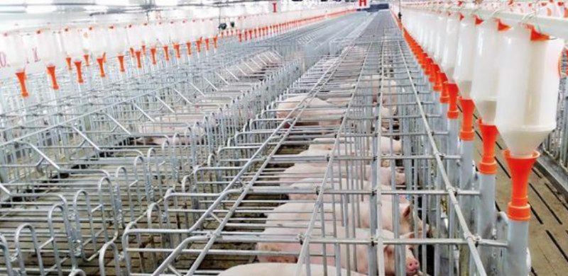 Customized 800 Sows Farming Equipment Gestation Cage For Sow