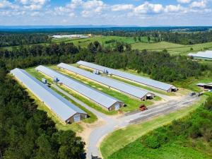 China Prefab Steel Structure Chicken House Fireproof Farm Steel Frame Building Construction wholesale