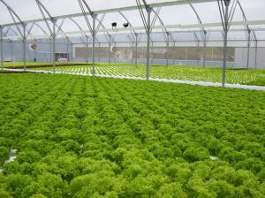 China Vegetable Commercial Hydroponic Greenhouse / NFT Greenhouse Less Pests Diseases wholesale
