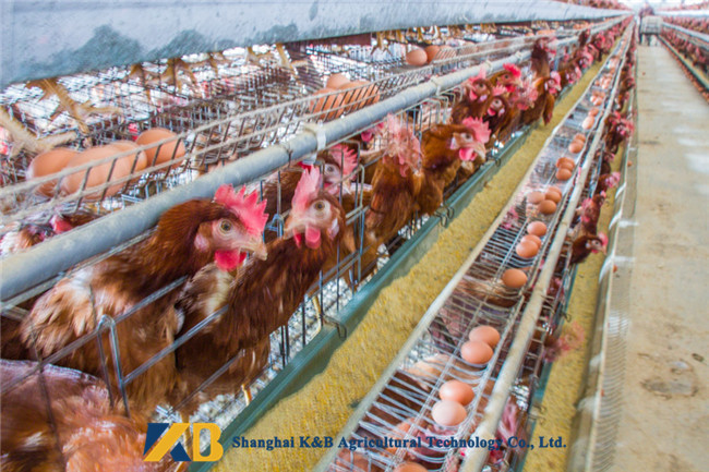 100% Natural Broiler Coloring Chicken Feed Protein With High Protein Content