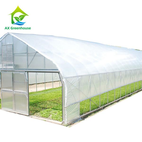 26ft Width Single Span Pipe Framed Greenhouse Anti UV Film High Tunnel