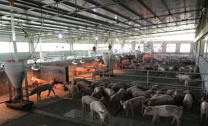 Anti Corrosion Livestock Feeding Equipment Pig Wet Dry Feeder Trough