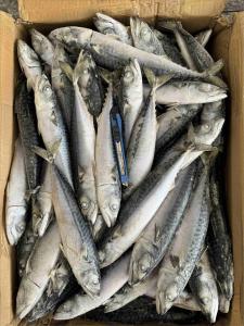 China BQF Pacific Mackerel 100 200g For Market wholesale