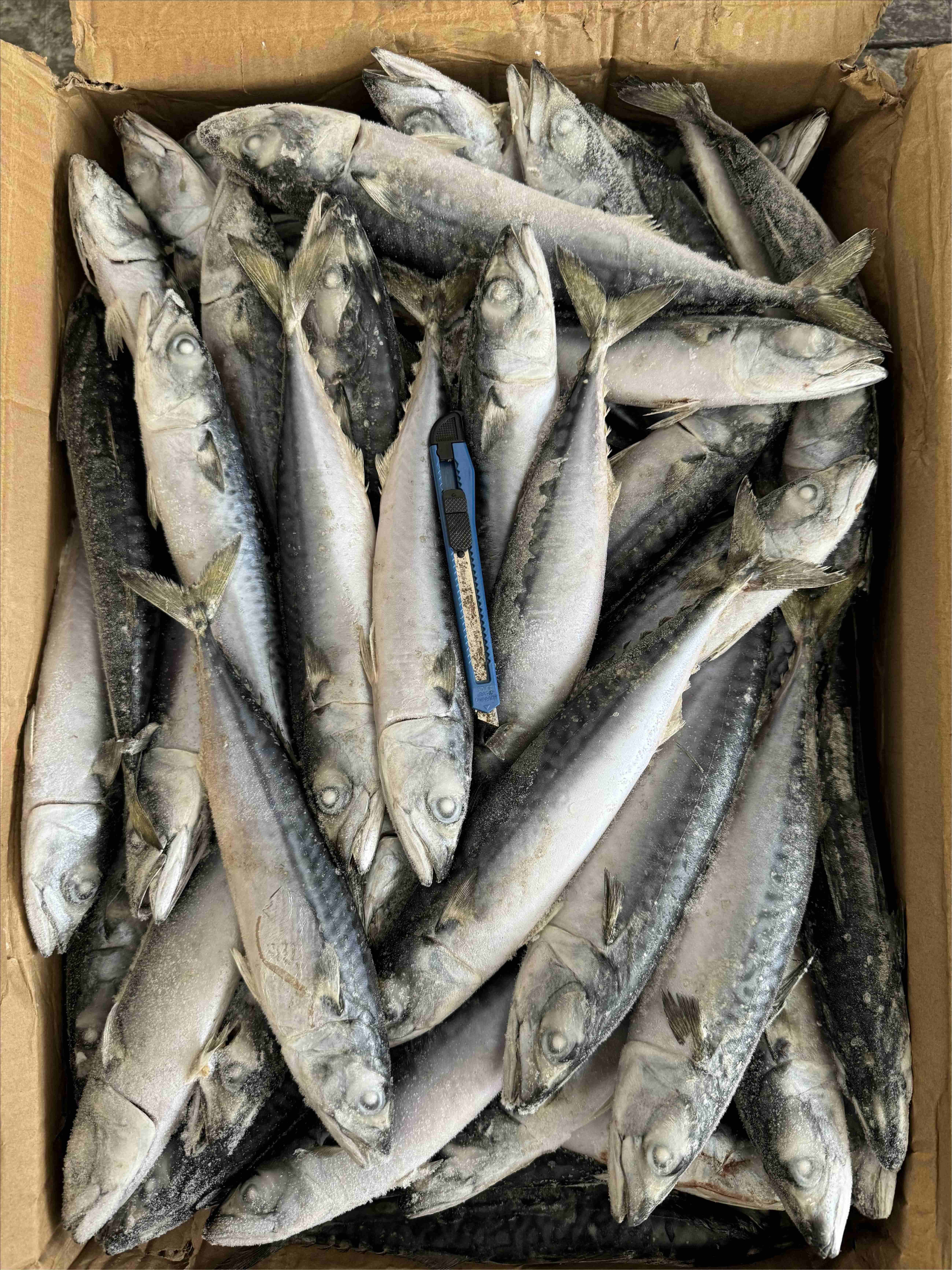 BQF Pacific Mackerel 100 200g For Market
