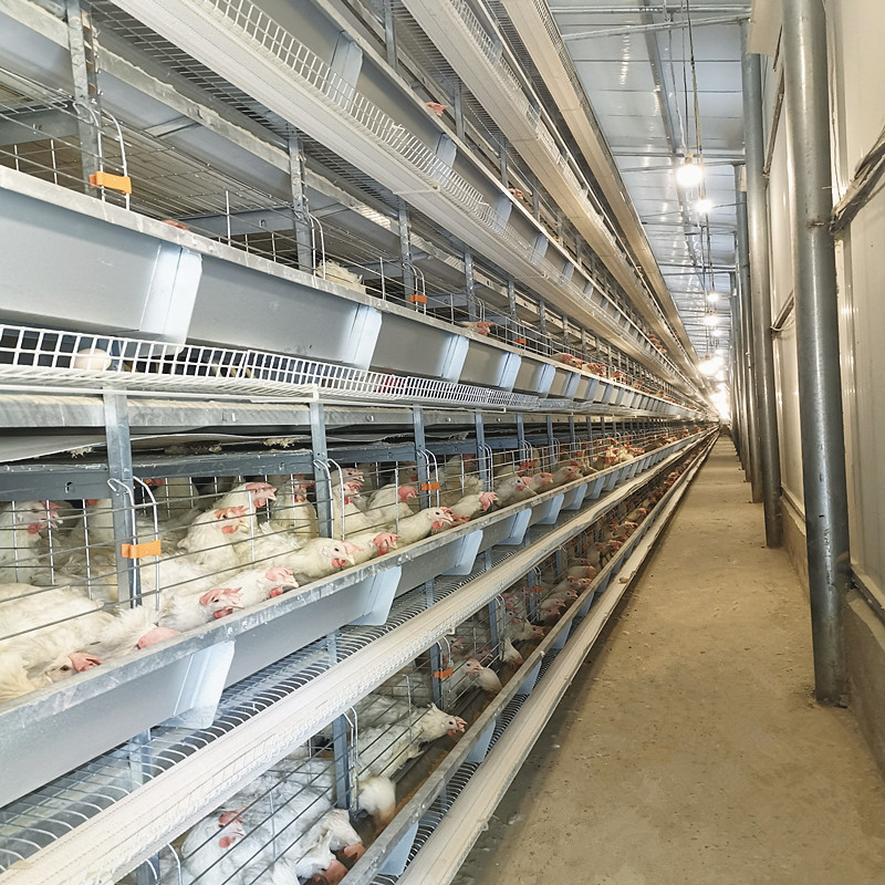 4 Tiers Chicken Egg Layer Battery Cage For Tanzania Poultry Farm Automatic Q235