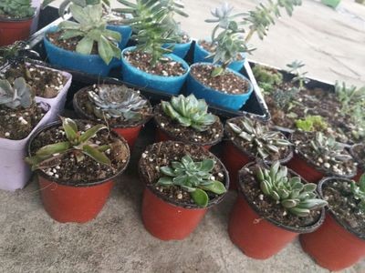 blue color nursery pot plastic flower pot
