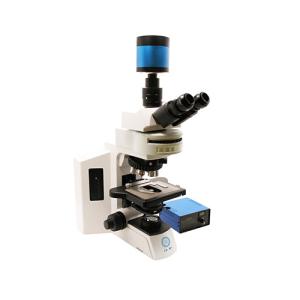 China Upright Fluorescent Biological Microscope B60F wholesale