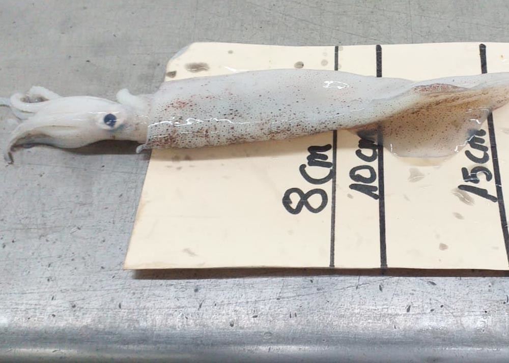 Freshness Squid Dried Fish Chinensis 18cm - 25cm Iso Certification