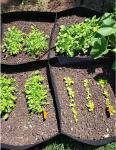 Fabric Raised Garden Bed 6x3x1ft Garden Grow Bed Bags for Growing Herbs, Flowers