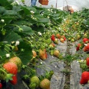 China Prefabricated Tomatoes Tunnel Plastic Greenhouse / Film Multi Span Greenhouse wholesale