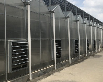 Multi Span Greenhouse Project Management & Advanced Irrigation For Large Farms