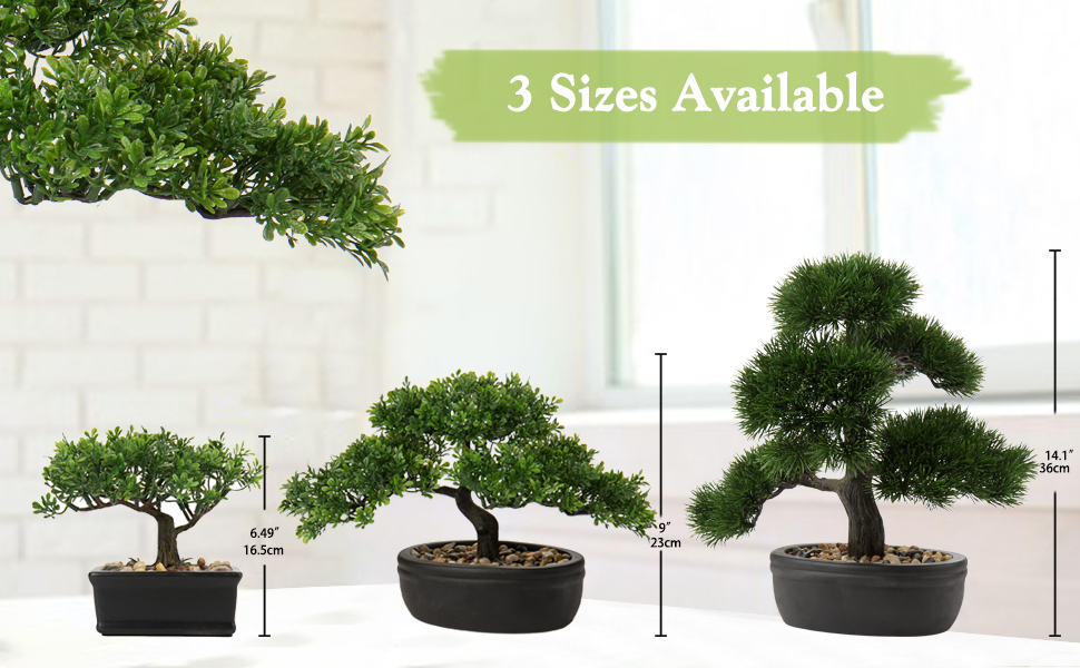bonsai tree