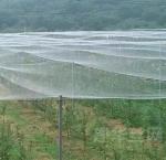 Plastic bird-proof net PE enlarged thickened greenhouse agricultural breeding