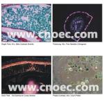 400X 1000X Compound Optical Microscope Kohler Illumination Microscopes A12.0907