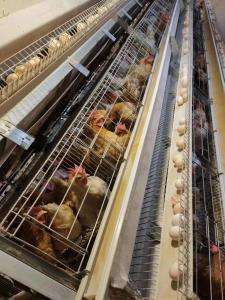 China 120 Birds Battery Chicken Cage Nigeria Poultry Farm Galvanized Q235 3 Layers wholesale