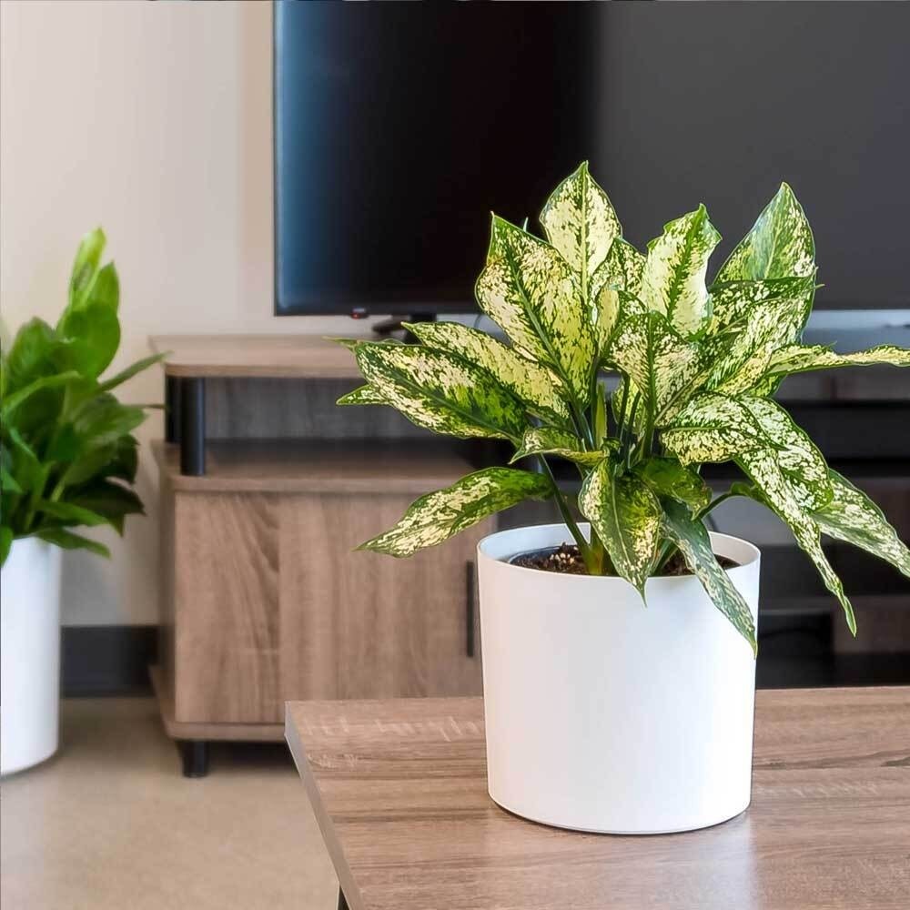 Customized Fiberglass Flower Plant Pots Round For Indoor Plants