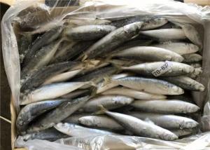 China 100% Net Weight Bulk BQF 70g 80g Frozen Mackerel Bait wholesale