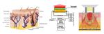 CE approval!! ipl hair removal elight shr