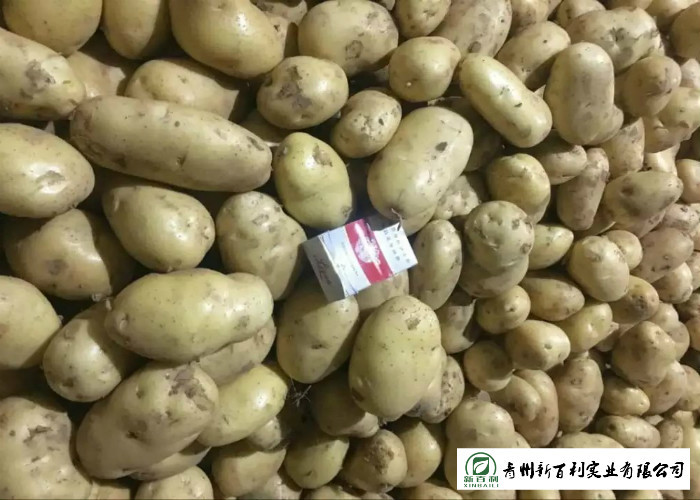 Own Planting Yellow Potatoes Skin Fullness HACCP / GAP Standard