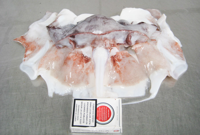 BRC Giant Sea Squid Neck Meat , Gigas Bqf Export Thailand Squid Neck Of Peru