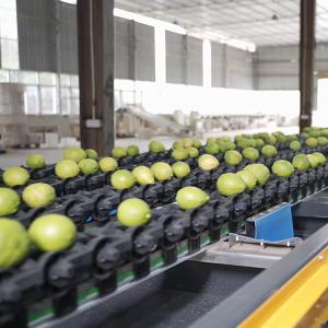 6 Channels Lemons Sorting And Grading Machine Stainless Steel Material 380V