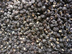 China Amorberry PREMIUM Wild Black Goji Berry /Black Wolfberry, Qinghai AAAAA Top Grade wholesale