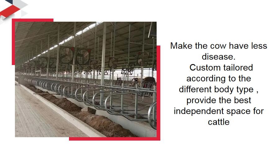 Cattle 9JY Type Acid Proof Free Stall Dairy Barn for Livestock