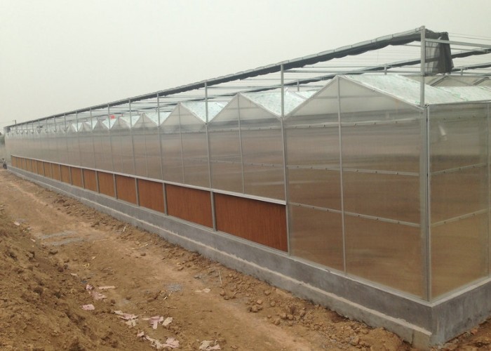 12m Wide Span 6mm 8mm 10mm 4mm 3mm Polycarbonate Sheet Greenhouse Hollow With Shading System